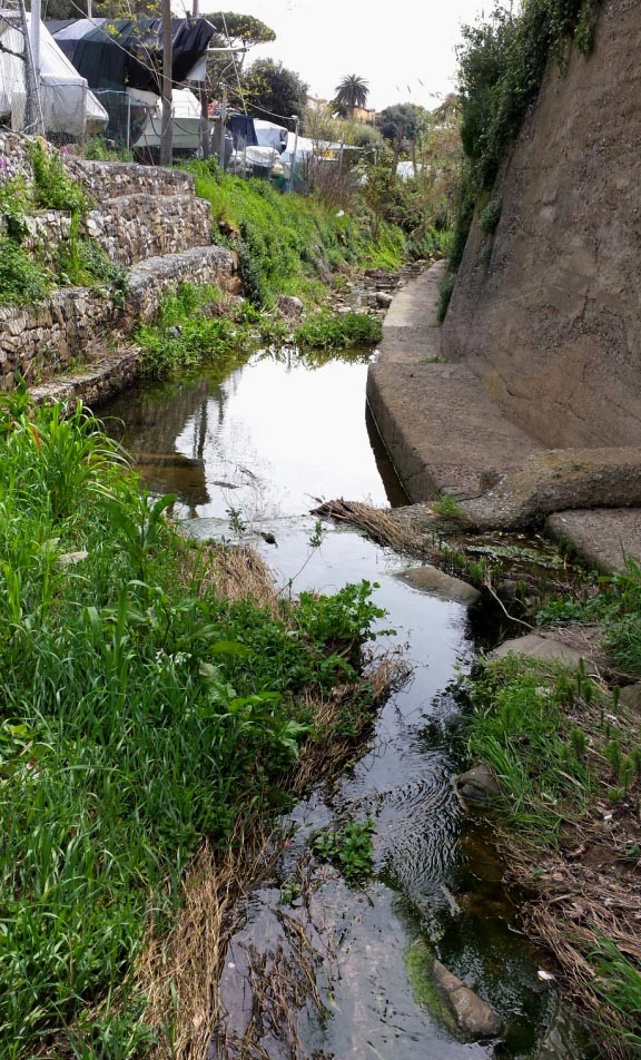 Rio Salivoli (Piombino) - rospi smeraldini in citt!